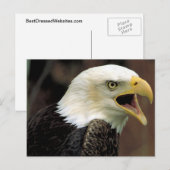 Carte Postale Aigle de Bald (Devant / Derrière)
