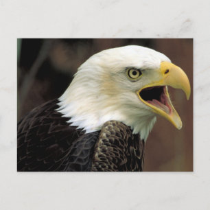 Carte Postale Aigle de Bald