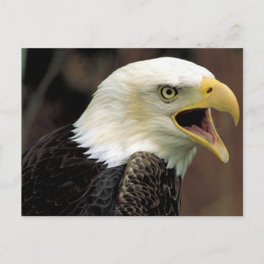 Carte Postale Aigle de Bald (Devant)