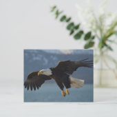 Carte Postale Aigle de Bald (Debout devant)