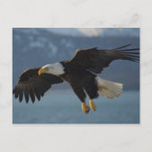 Carte Postale Aigle de Bald (Devant)
