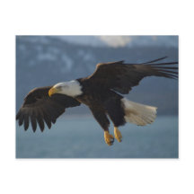 Aigle de Bald