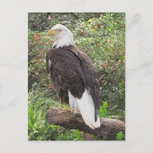 Carte Postale Aigle de Bald (Devant)