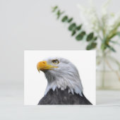Carte Postale Aigle de Bald (Debout devant)