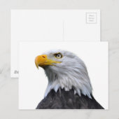 Carte Postale Aigle de Bald (Devant / Derrière)