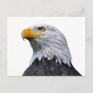 Carte Postale Aigle de Bald