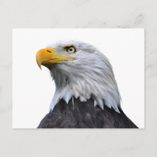 Carte Postale Aigle de Bald (Devant)