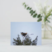 Carte Postale Aigle de Bald (Debout devant)