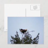 Carte Postale Aigle de Bald (Devant / Derrière)