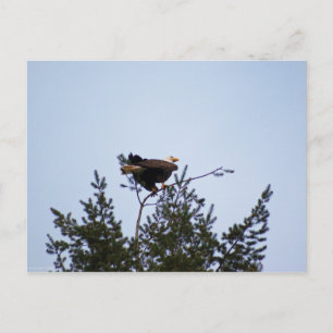 Carte Postale Aigle de Bald