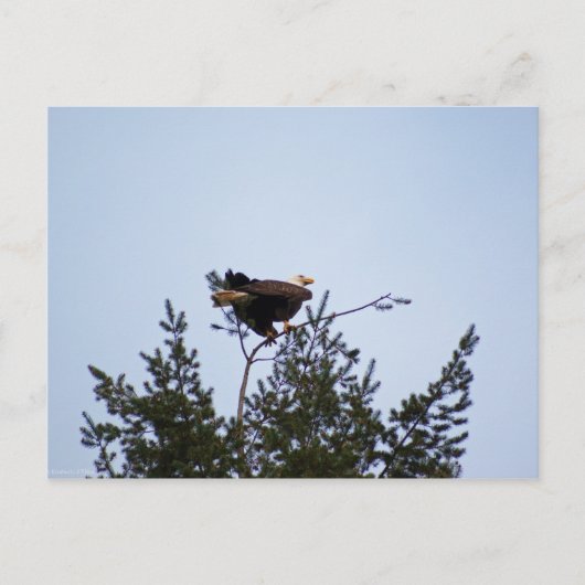 Carte Postale Aigle de Bald (Devant)