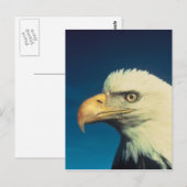 Carte Postale Aigle de Bald (Devant / Derrière)
