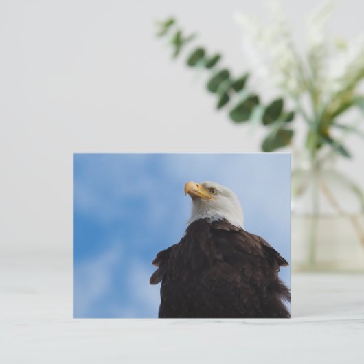 Carte Postale Aigle de Bald (Debout devant)