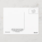 Carte Postale Aigle de Bald (Dos)