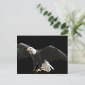 Carte Postale Aigle de Bald (Debout devant)