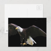 Carte Postale Aigle de Bald (Devant / Derrière)