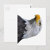 Carte Postale Aigle de Bald (Devant / Derrière)