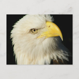 Carte Postale Aigle de Bald