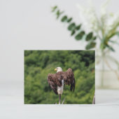 Carte Postale Aigle de Bald sur une branche (Debout devant)