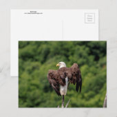 Carte Postale Aigle de Bald sur une branche (Devant / Derrière)