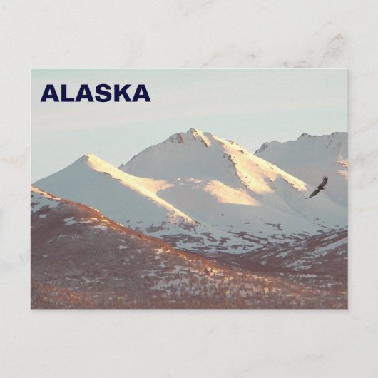 Carte Postale Aigle d'hiver (Devant)