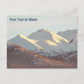 Carte Postale Aigle d'hiver (Devant)