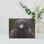 Carte Postale Aigle d'or (Debout devant)