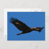 Carte Postale Aigle d'or (Devant / Derrière)