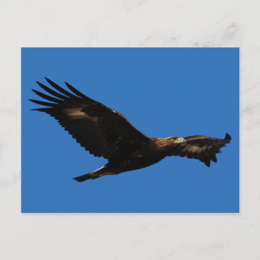 Carte Postale Aigle d'or (Devant)