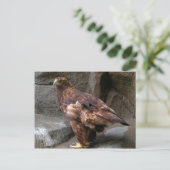 Carte Postale Aigle d'or (Debout devant)