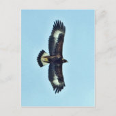 Carte Postale Aigle d'or en vol (Devant)