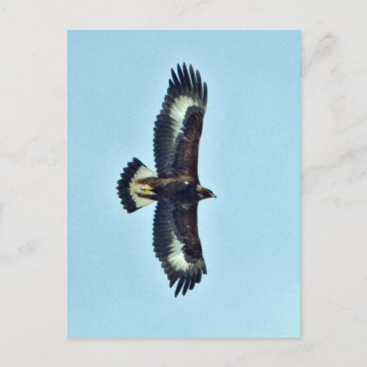 Carte Postale Aigle d'or en vol (Devant)