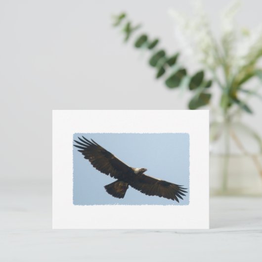 Carte Postale Aigle d'or en vol (Debout devant)