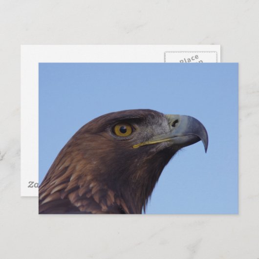 Carte Postale Aigle doré (Devant / Derrière)