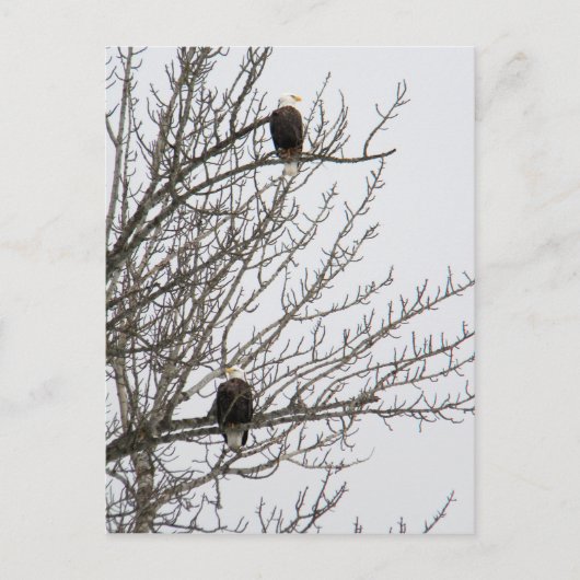 Carte Postale Aigle double (Devant)