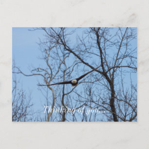 Carte postale Aigle droit en pensant à vous