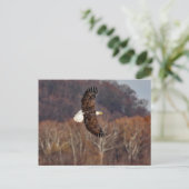Carte Postale Aigle en automne (Debout devant)