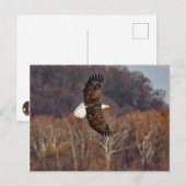 Carte Postale Aigle en automne (Devant / Derrière)