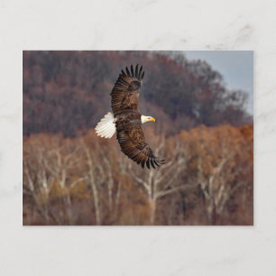 Carte Postale Aigle en automne