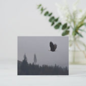 Carte Postale aigle en plein vol (Debout devant)
