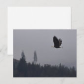 Carte Postale aigle en plein vol (Devant / Derrière)