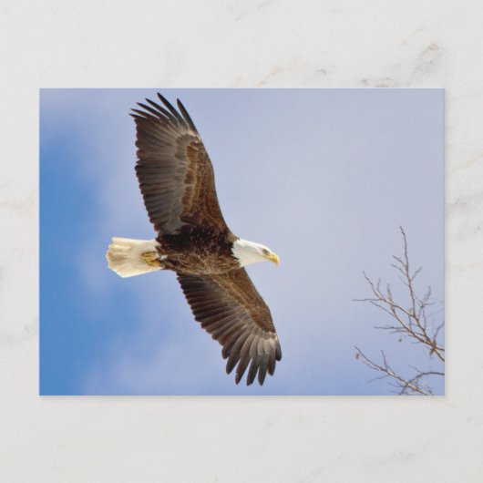 Carte Postale Aigle en vol (Devant)