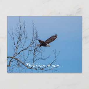Carte Postale Aigle en vol