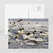 Carte Postale Aigle, Haliaeetus leucocephalus, Homer, 2 (Devant / Derrière)