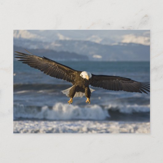 Carte Postale Aigle, Haliaeetus leucocephalus, Homer, 3 (Devant)