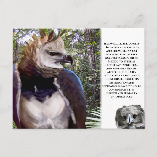 Carte postale "Aigle harpie" (Devant)