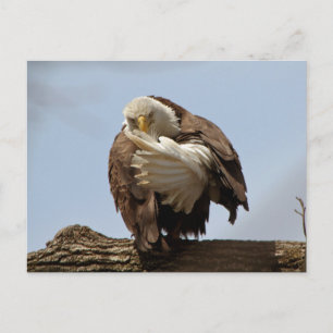 Carte Postale Aigle (L'oiseau qui donne l'oiseau)