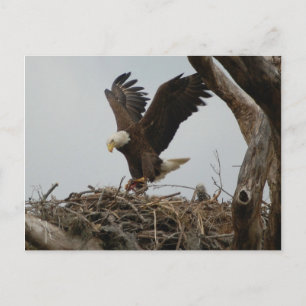 Carte Postale Aigle Mère Bald