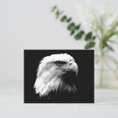 Carte postale Aigle Noir et Blanc (Debout devant)