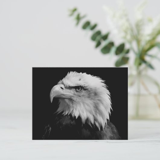 Carte Postale Aigle noir et blanc (Debout devant)